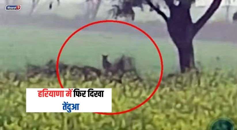 Sonipat News: खेतों में तेंदुआ दिखाई देने की आशंका