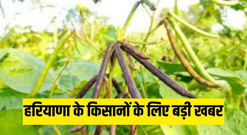 Haryana News: Big news for the farmers of Haryana