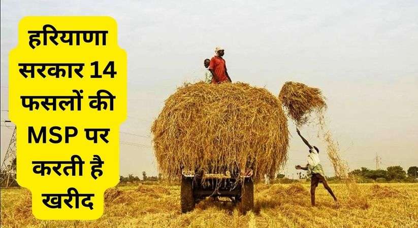 Haryana Vidhansabha: हरियाणा सरकार 14 फसलों की MSP पर करती है खरीद, किसानों के खातों में डाले गए 836.12 करोड़ रुपये