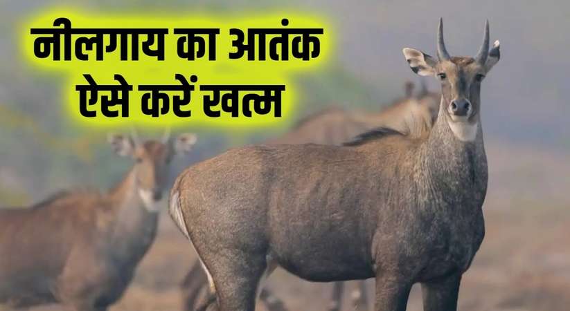 nilgai,terror of nilgai,nilgai wild,terror of monkeys,nilgai jumping,nilgai kaisi hoti hai,how the legs of nilgai broken,nilgai ki avaj,nilgai nilgai,nilgai attack,nilgai ka video,nilgai hunting,nilgai in outskirts of city,nilgai ka bachcha,where the nilgai found most,nilgai dangerous,nilgai bhagane ka tarika,nilgai ko kaise bhagayen,nilgai shorts,nilgai in crop,which is the country there nilgai found,which state does done illegal of nilgai hunting