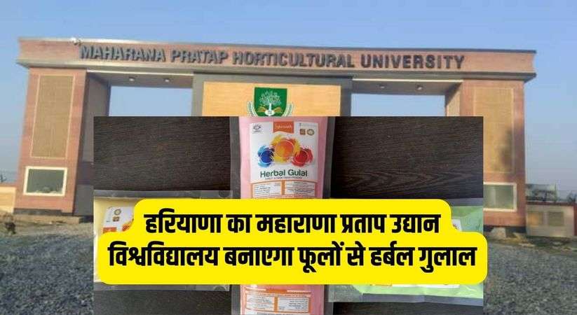 Holi Update: Maharana Pratap Udyan University of Haryana will make herbal gulal from flowers.