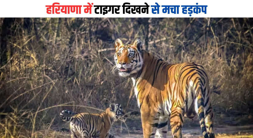 Sighting of tiger creates panic in Haryana