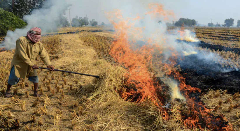Haryana News: हरियाणा में फसल अवेशष को जलाने की घटनाओं को रोकने के लिए कृषि विभाग ने किया टीमों का गठन