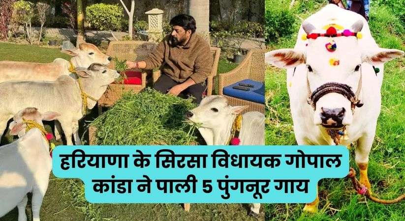 Haryana News: हरियाणा के सिरसा विधायक गोपाल कांडा ने पाली 5 पुंगनूर गाय, जानिए कितना देती है दूध ?