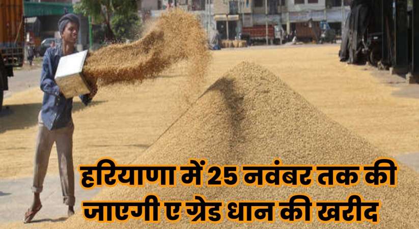 Haryana News: हरियाणा सरकार का बड़ा फैसला, 25 नवंबर तक की जाएगी ए ग्रेड धान की खरीद