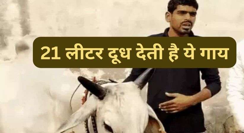 Haryana News Update: 21 लिटर दूध देती है ये गाय, अनोखी विदाई के साथ मलिक ने किया गाय को विदा 