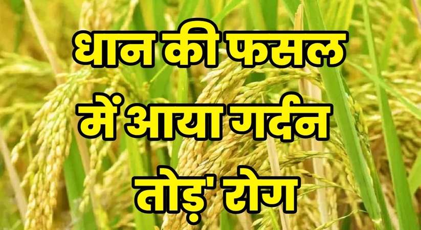 Dhan paddy Crop: किसान भाईयों धान की फसल में आया गर्दन तोड़' रोग, जल्दी करो बचाव नहीं तो सुखा देगी आपकी फसल